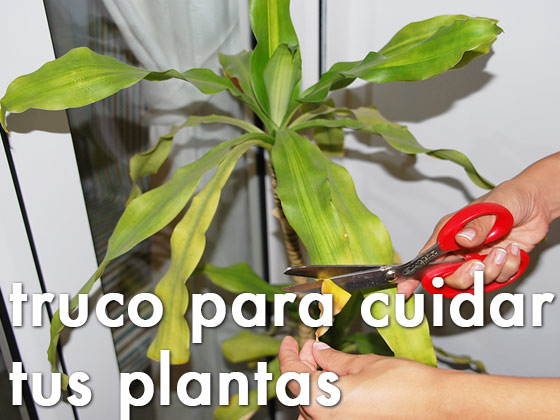 Truco para cuidar tus plantas